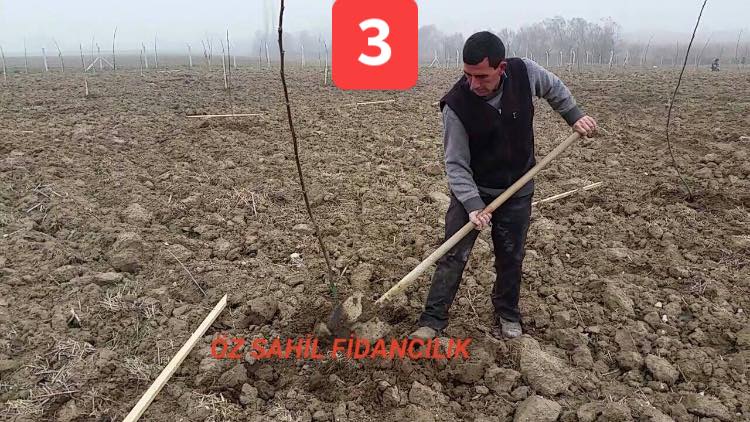 3 fidan dikimi