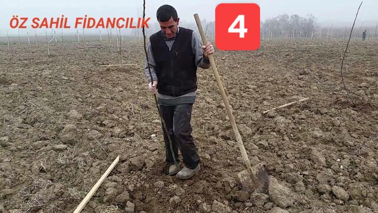 4 fidan cukur kapama