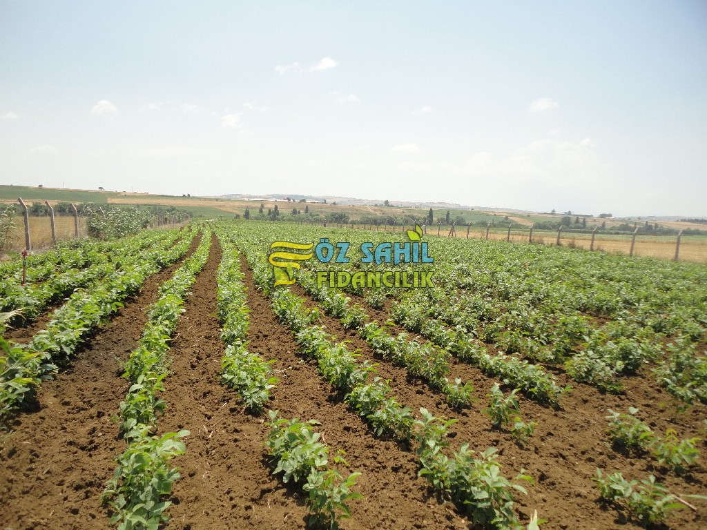 açık köklü ceviz fidanı