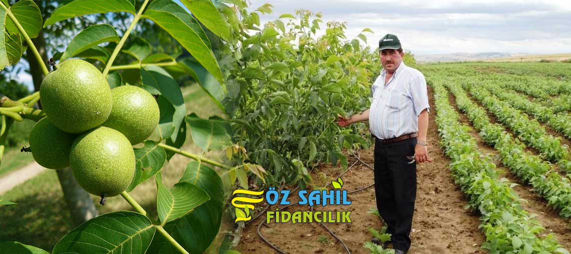 açık köklü ceviz fidanı