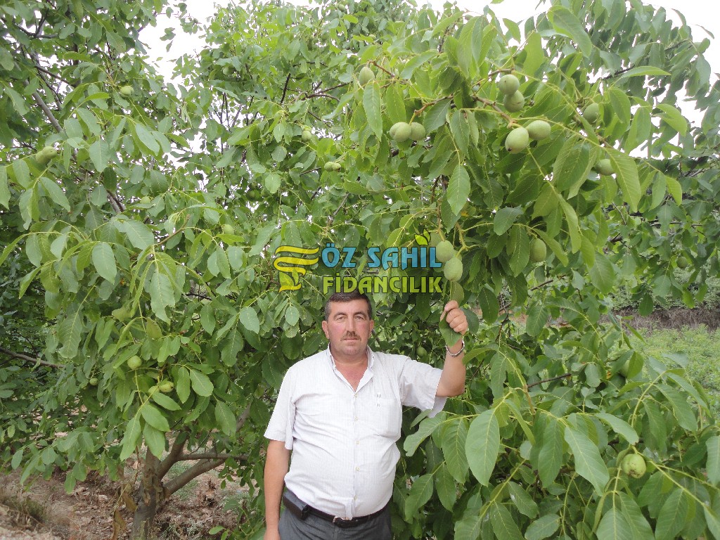 CEVİZ BAHÇESİ