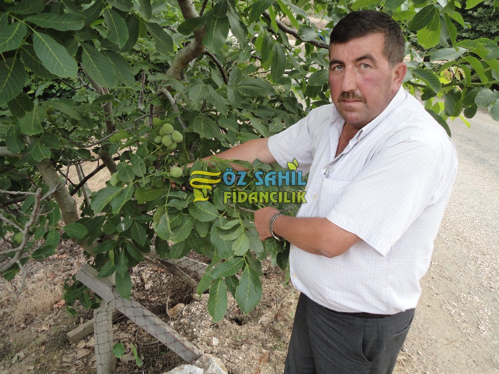 ceviz bahçesi