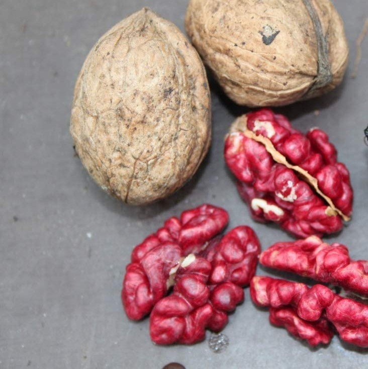 Kırmızı Ceviz Fidanı