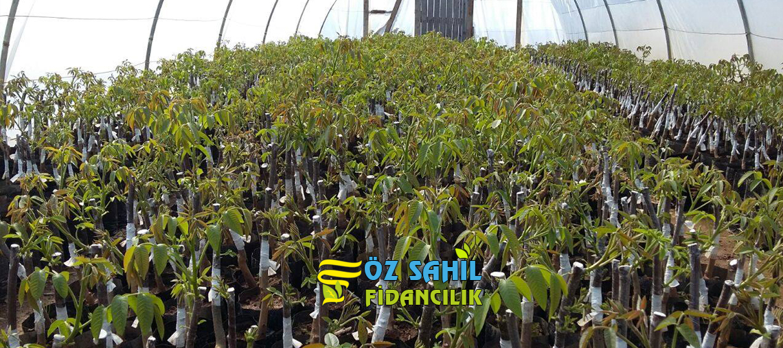 tüplü ceviz fidanı